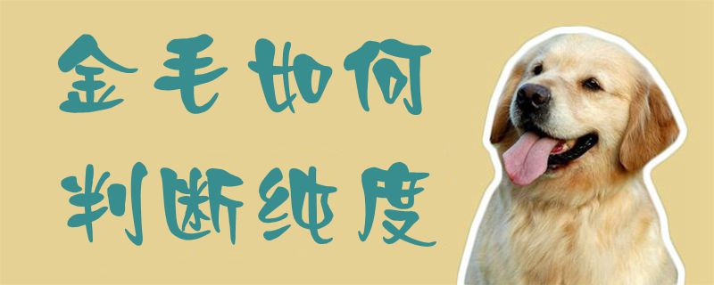 金毛如何判断纯度1