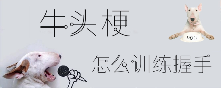 牛头梗怎么训练握手
