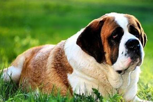 圣伯纳犬的特点