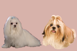 西施犬与马尔济斯犬的区别 马尔济斯犬与西施犬哪个好