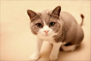 猫咪有点上火怎么办