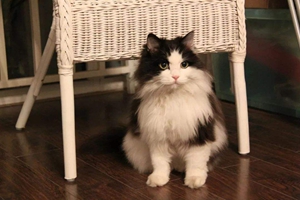 挪威森林猫怎么洗澡 挪威森林猫洗澡步骤方法