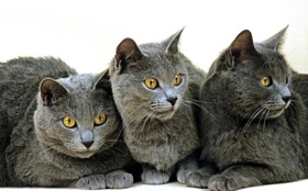 卡尔特猫怎么训练 卡尔特猫训练小妙招