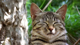 被蒂凡尼猫咬伤怎么处理 蒂凡尼猫咬伤处理方法