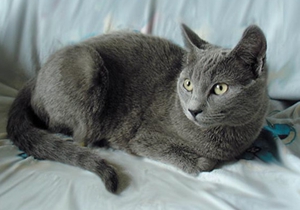 沙特尔猫假孕怎么回事 沙特尔猫假孕情况原因