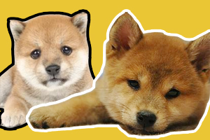 豆柴犬和普通柴犬区别是什么