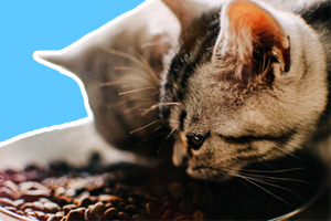 小猫只吃肉怎么办