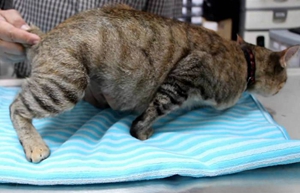 怎么照顾怀孕猫咪 猫咪怀孕照顾要点