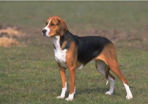 怎么训练美国猎狐犬钻圈 美国猎狐犬钻圈训练方法