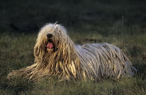 可蒙犬怎么训练召回 可蒙犬召回训练方法