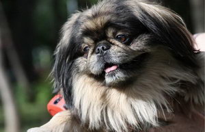 京巴犬怎么训练规矩吃饭 北京犬吃饭规矩训练教程