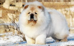 松狮犬怎么训练 松狮犬训练教程