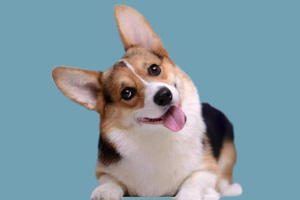 柯基幼犬吃什么长的快
