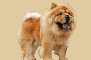 松狮吃什么对毛发好