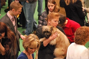 比利牛斯牧羊犬幼犬怎么养 幼犬饲养注意事项