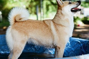 挪威布哈德犬怎么洗澡 挪威布哈德犬洗澡步骤