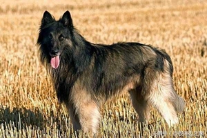 比利时特伏丹犬怎么护理 毛发护理方法介绍