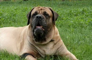 马士提夫犬怎么养 马士提夫獒犬饲养注意事项