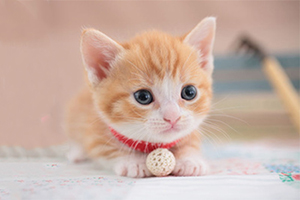 宠物猫领养要注意什么