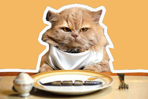 如何自制猫粮