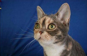 美国刚毛猫怎么养 美国刚毛猫饲养方法