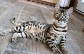 阿舍拉猫怎么洗澡 阿舍拉猫洗澡注意事项