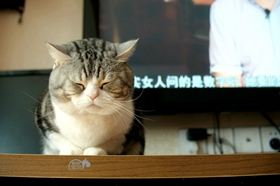 什么猫粮适合美国短尾猫 商品粮和天然粮选择推荐