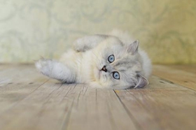 英国长毛猫好养吗 英国长毛猫饲养技巧
