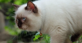 怎么训练喜马拉雅猫不吃死老鼠 定时给猫喂饱