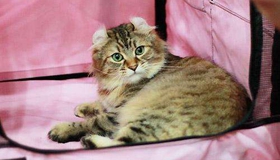 美国卷耳猫传染性鼻气管炎怎么治疗