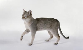 新加坡猫鼠疫有什么症状 新加坡猫鼠疫症状介绍