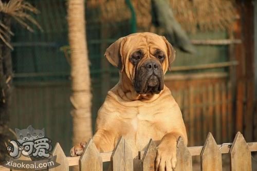 怎么训练斗牛獒犬装死 斗牛獒犬装死训练方法