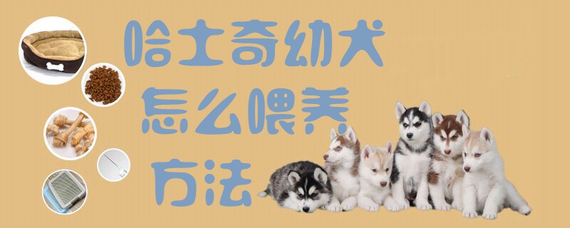 哈士奇幼犬怎么喂养方法1