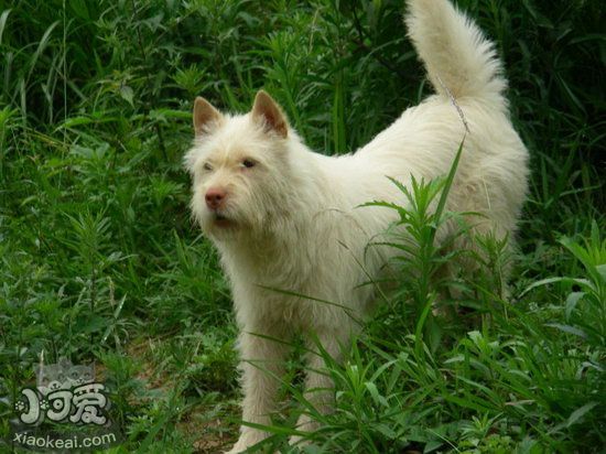 下司犬怎么洗澡 下司犬洗澡步骤流程1