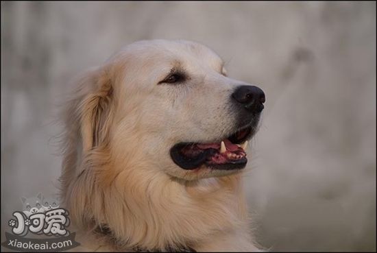 怎么帮库瓦兹犬修毛 库瓦兹犬修毛教程