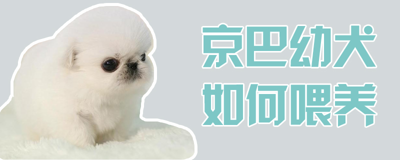 京巴幼犬如何喂养