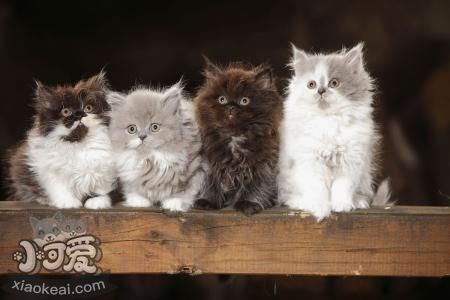 英国长毛猫性格怎么样 英国长毛猫性格介绍
