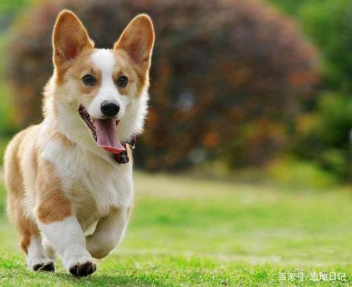柯基犬价格