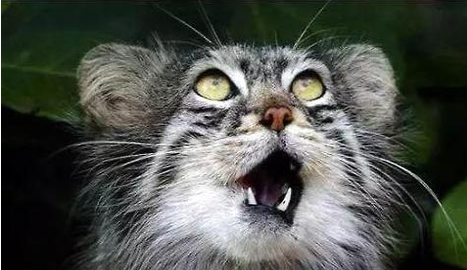 帕拉斯猫可以养吗?帕拉斯猫饲养!