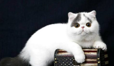 猫咪生了小猫后奶水不足怎么办?如何给新生猫咪喂食?
