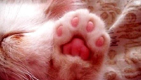 猫爪和狗爪印有区别吗?如何区分?