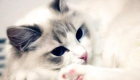 布偶猫有哪些遗传性的疾病?猫猫常见遗传性!