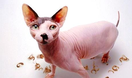 无毛猫需要补充牛磺酸吗?有哪些好处? 第1张