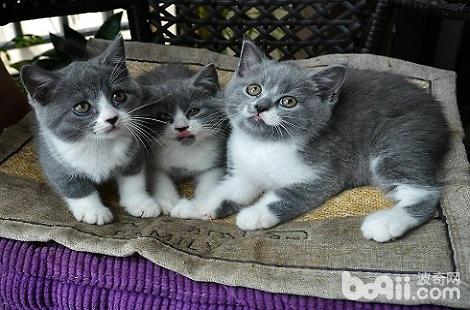 英国短毛猫怎么买，在什么渠道购买？