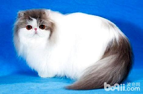 波斯猫可以修剪耳朵上的毛发吗？