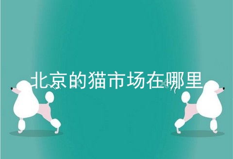 北京宠物市场 第1张