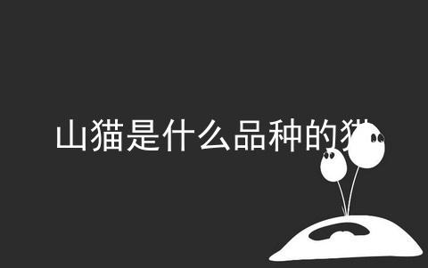 西表山猫 第1张
