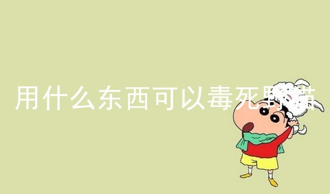 什么能毒死猫 第1张