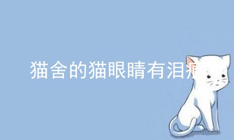 哪种猫容易有泪痕 第1张
