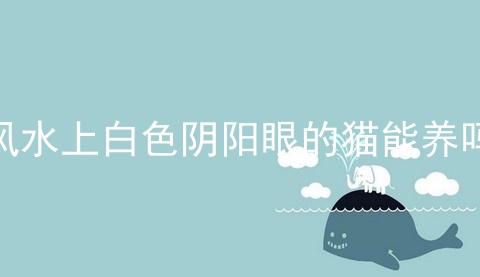 阴阳眼猫 第1张